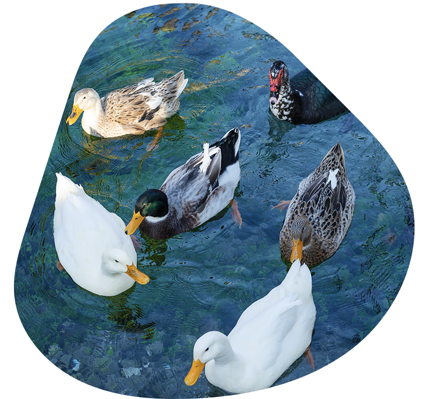 Tiere auf dem Bauernhof - Ente - Erlebnisbauernhöfe Altenmarkt, Salzburger Land