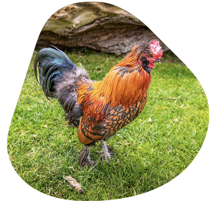 Tiere auf dem Bauernhof - Hahn - Erlebnisbauernhöfe Altenmarkt, Salzburger Land