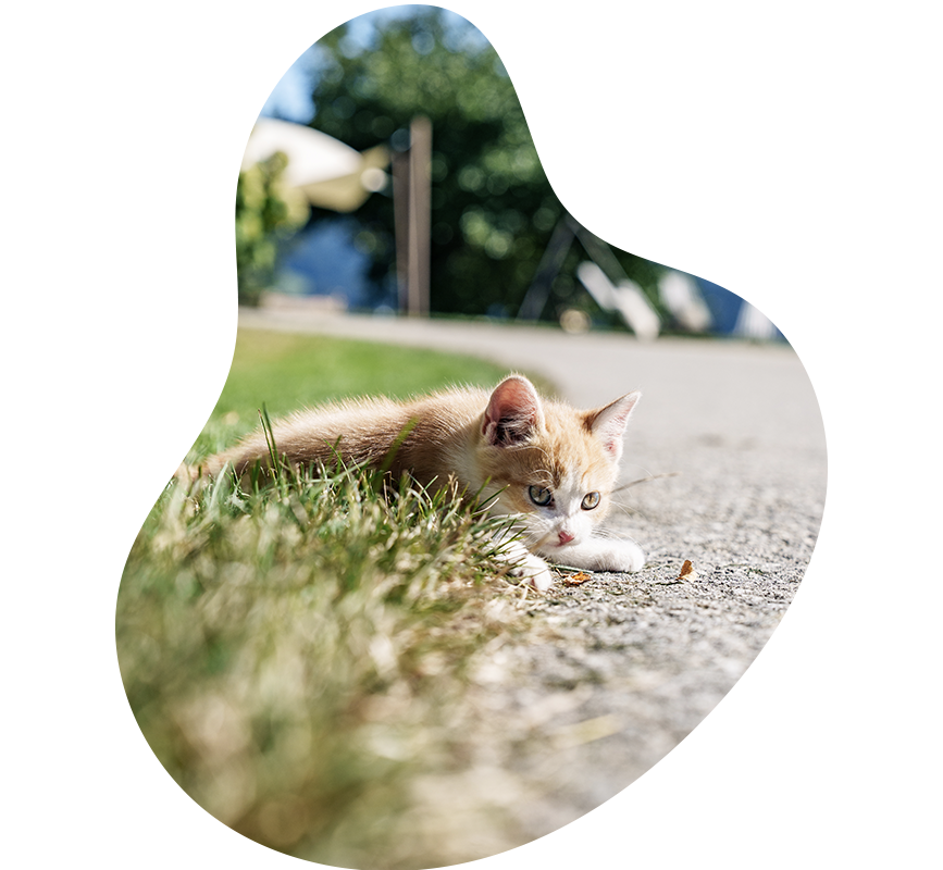 Tiere auf dem Bauernhof - Katze - Erlebnisbauernhöfe Altenmarkt, Salzburger Land
