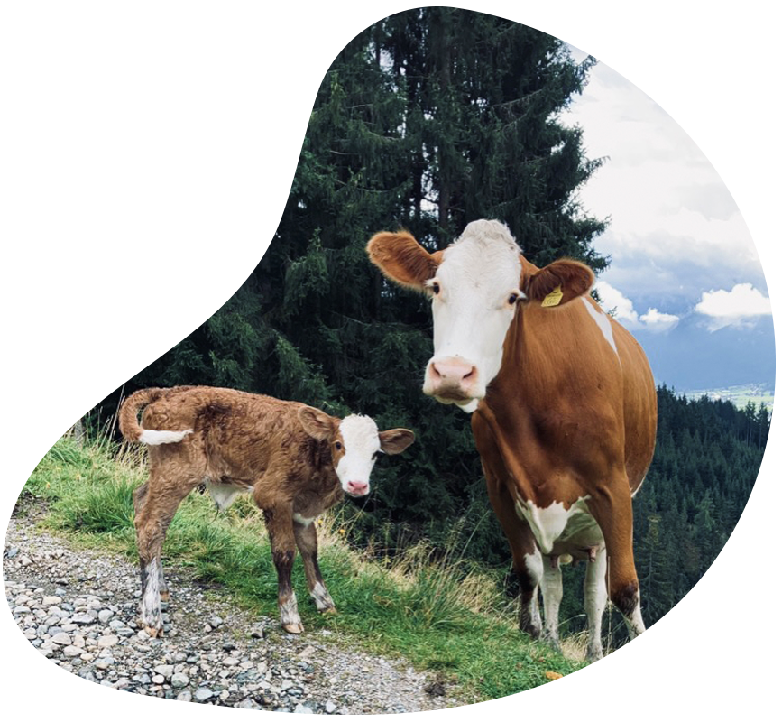 Tiere auf dem Bauernhof - Kuh & Kalb - Erlebnisbauernhöfe Altenmarkt, Salzburger Land