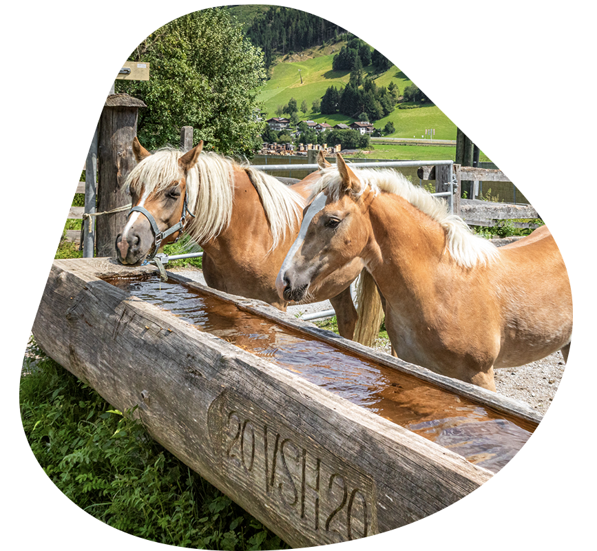 Tiere auf dem Bauernhof - Pferd - Erlebnisbauernhöfe Altenmarkt, Salzburger Land