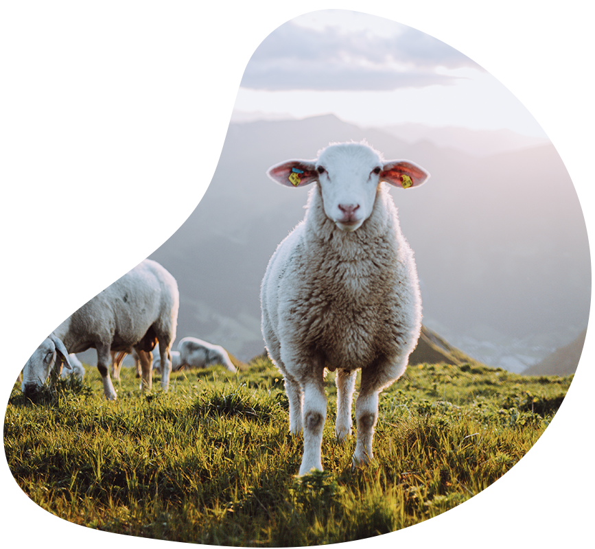 Tiere auf dem Bauernhof - Schaf - Erlebnisbauernhöfe Altenmarkt, Salzburger Land