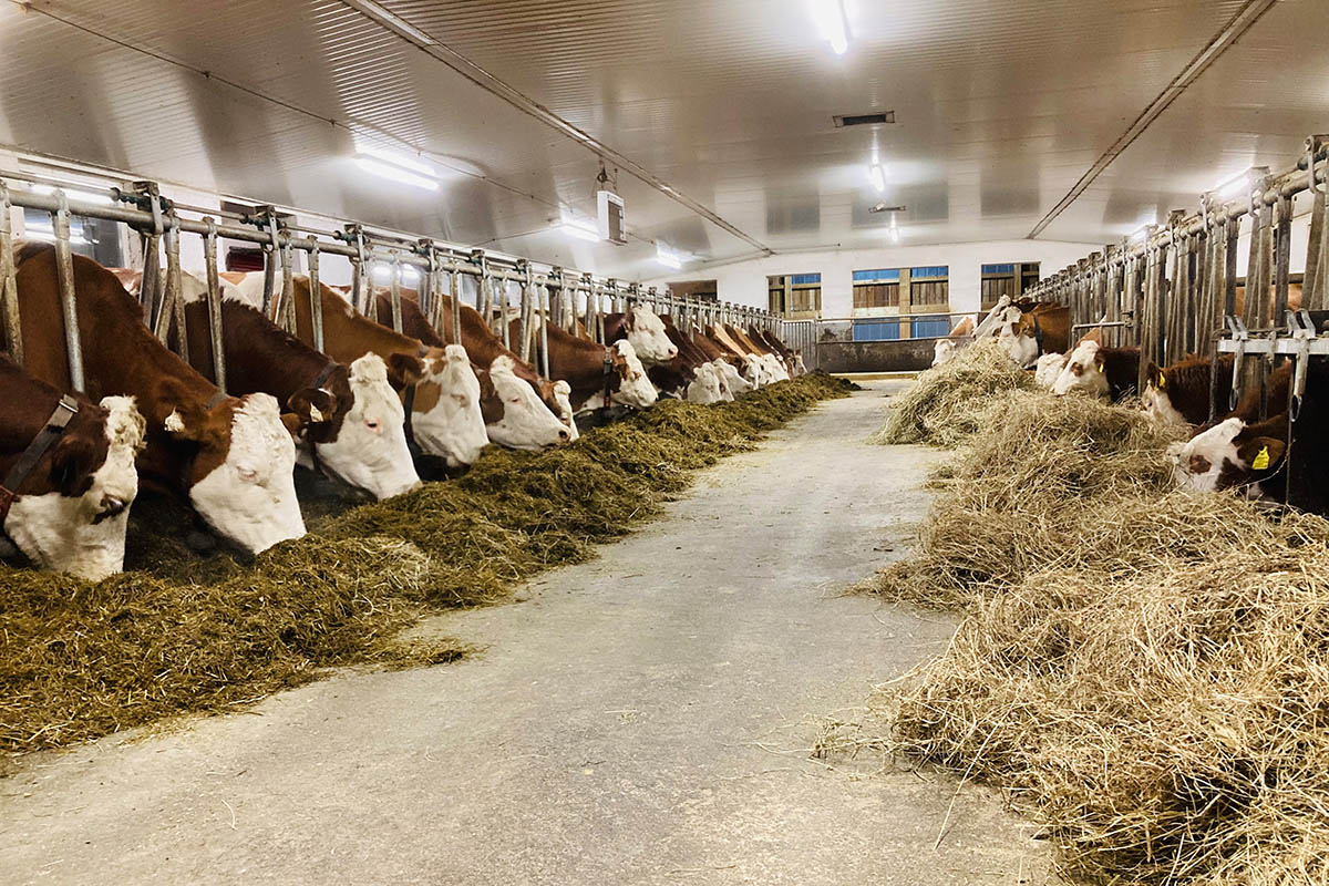 Stallarbeit am Bauernhof - Urlaub in Altenmarkt-Zauchensee - Erlebnisbauernhöfe