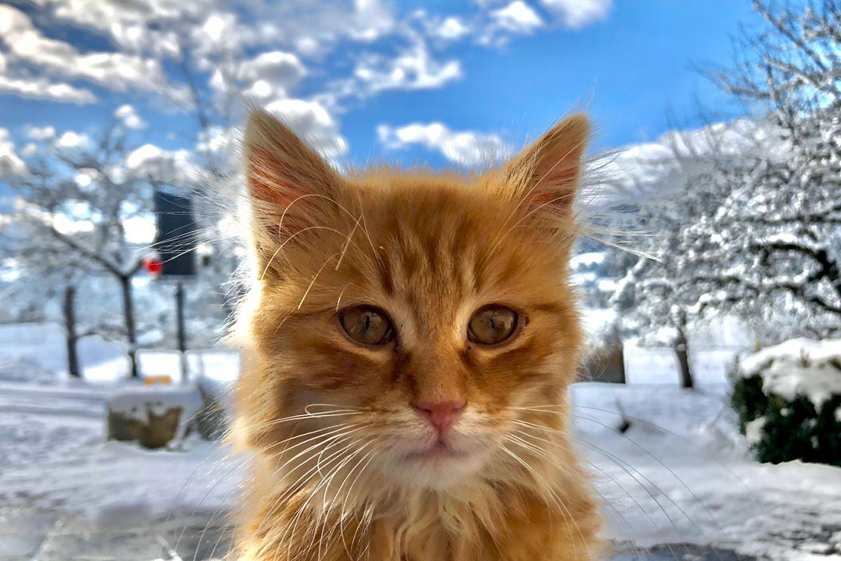 Katze am Bauernhof in Altenmarkt-Zauchensee - Urlaub in Altenmarkt-Zauchensee - Erlebnisbauernhöfe